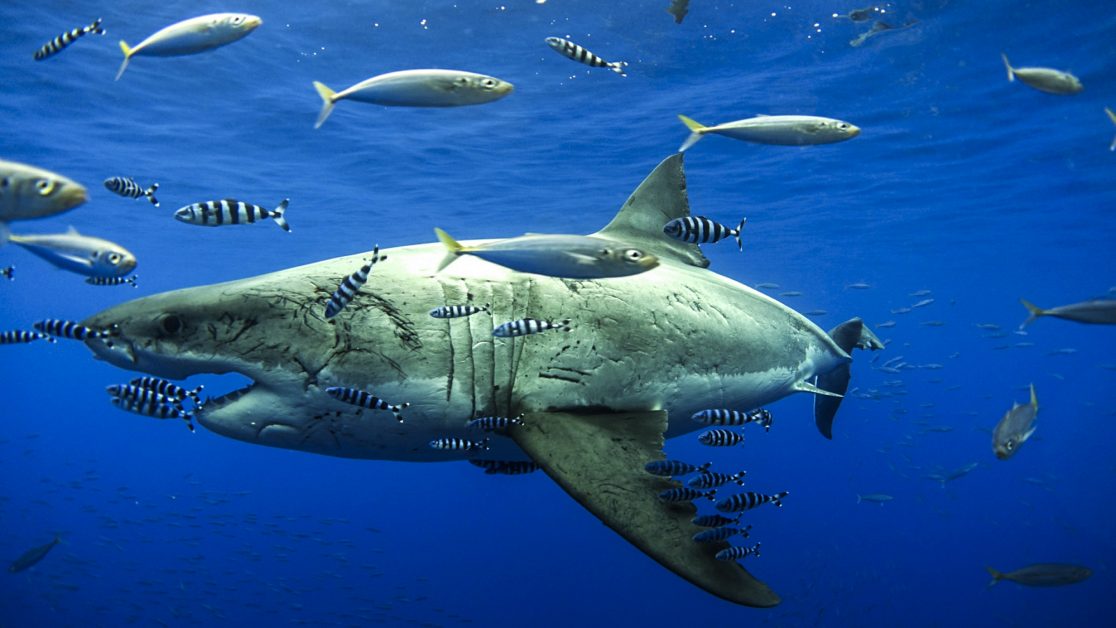 pregnant shark Archives - Nautilus Liveaboards