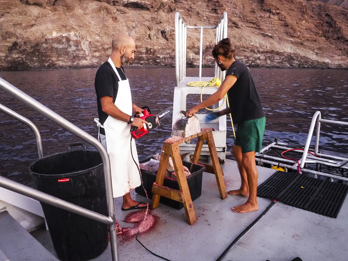 Divemasters get the tuna ready for a day of wrangling