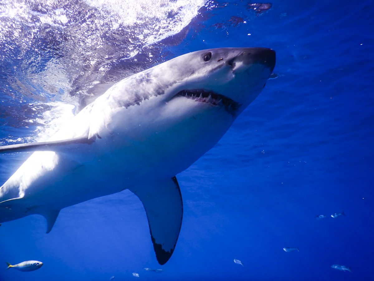 Underneath a great white in Guadalupe.