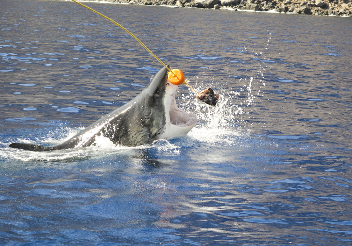 A great white bursts out of the water after the tuna.