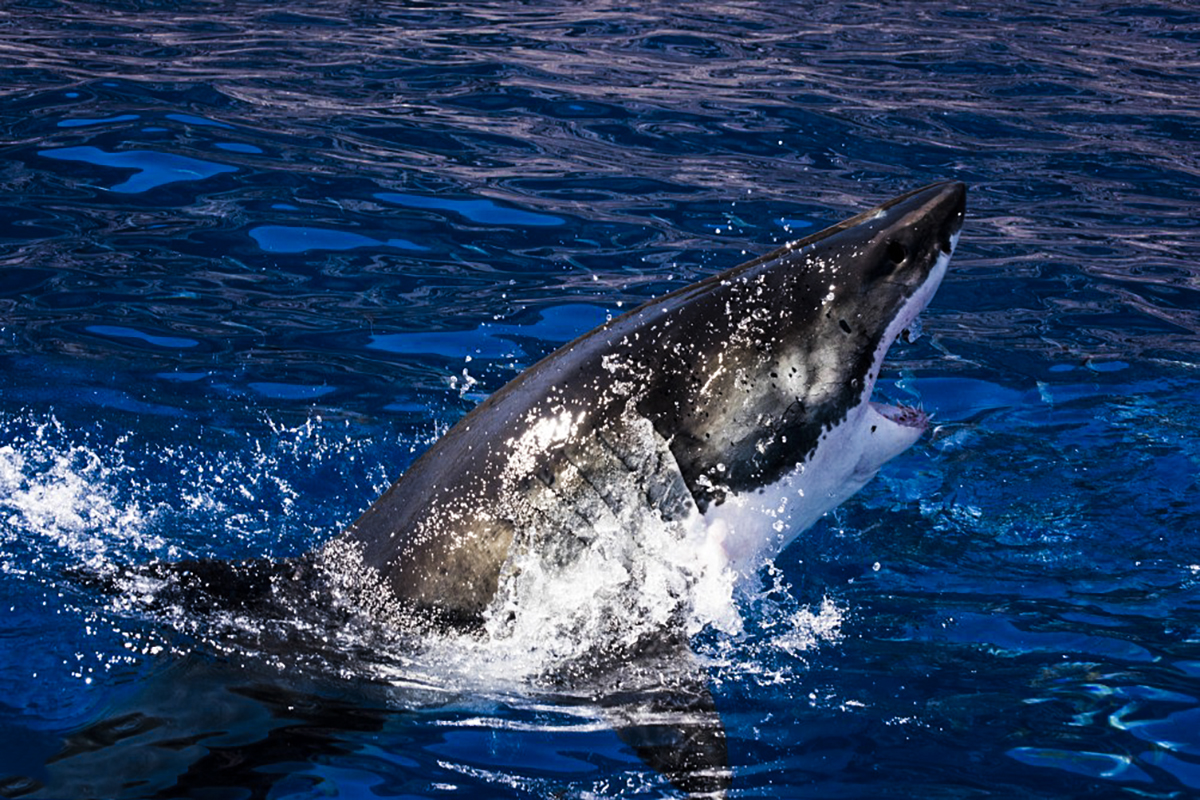 A great white shark breach! Photo by Saunders Drukker