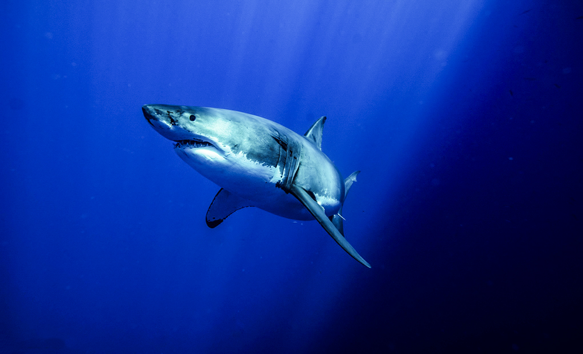 A great white cruises through the indigo waters, Photo by Saunders Drukker