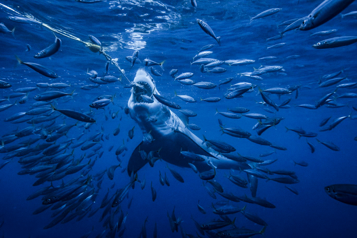 A great white attempts to get the bait at Guadalupe, Photo by Saunders Drukker