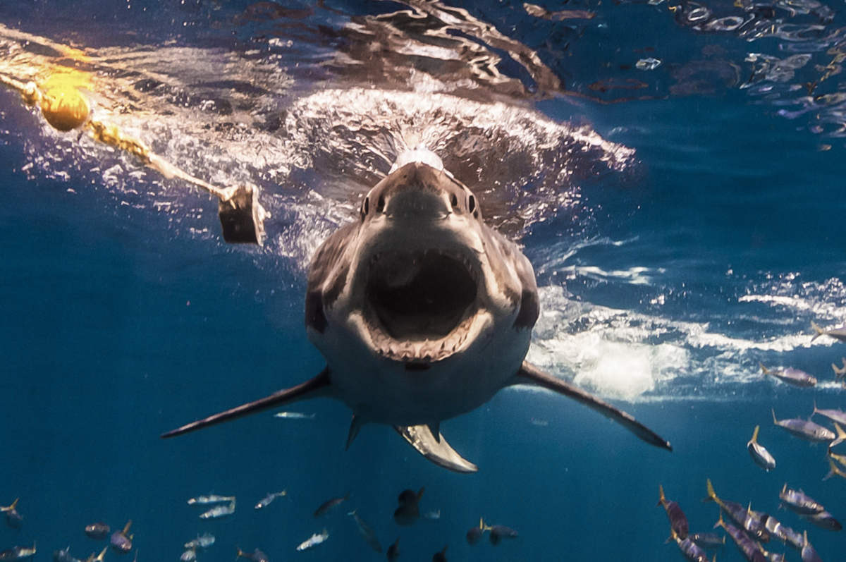 A great white opens wide! Photo by Deke McClelland