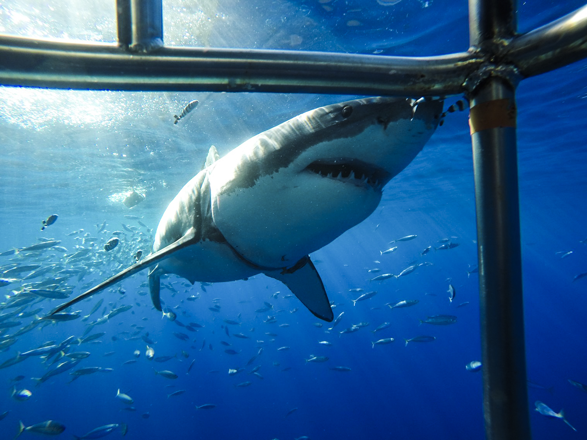 A curious great white checks out the cage in Guadalupe