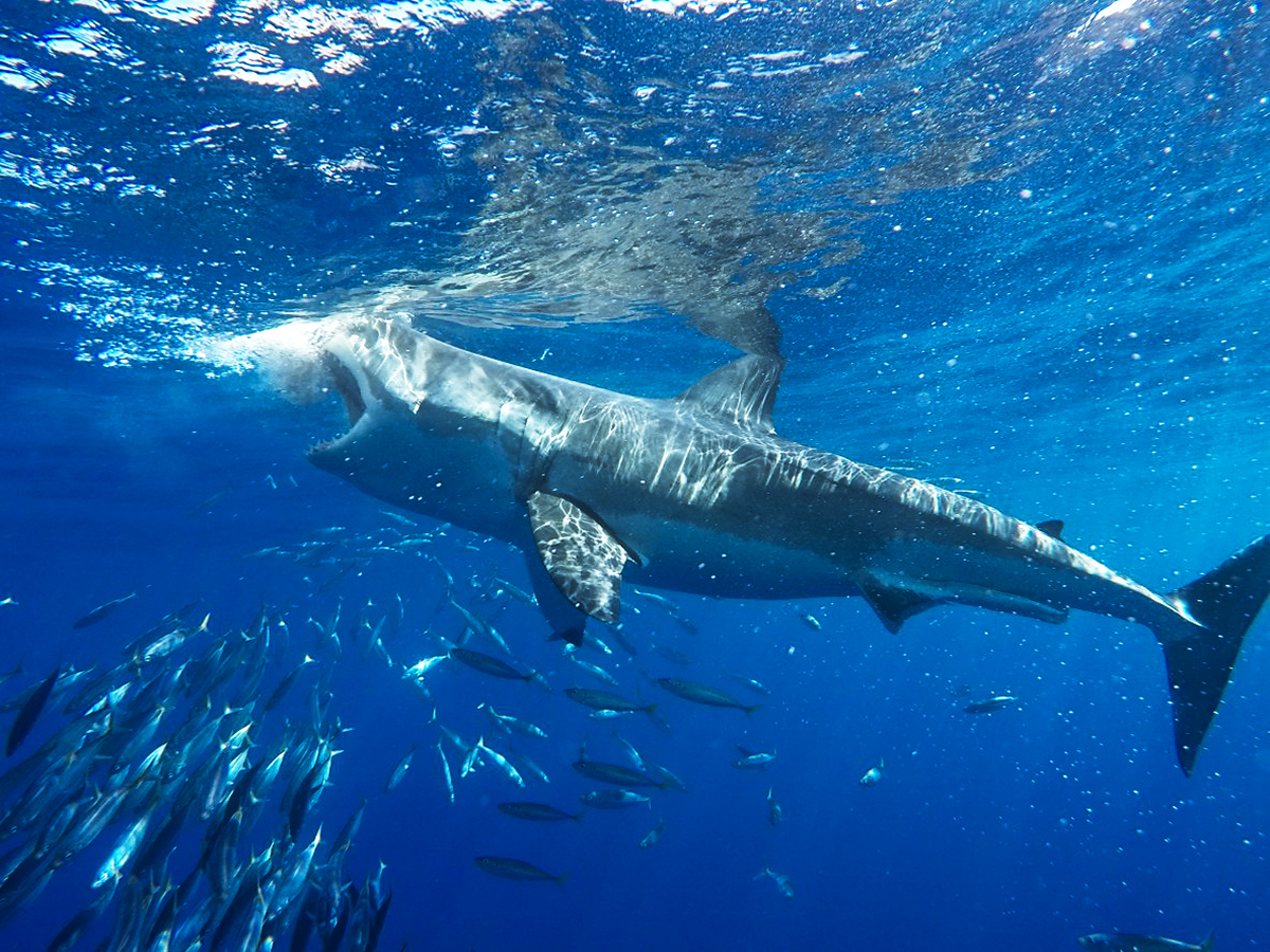 Open wide! A great white attempts to steal our tuna!