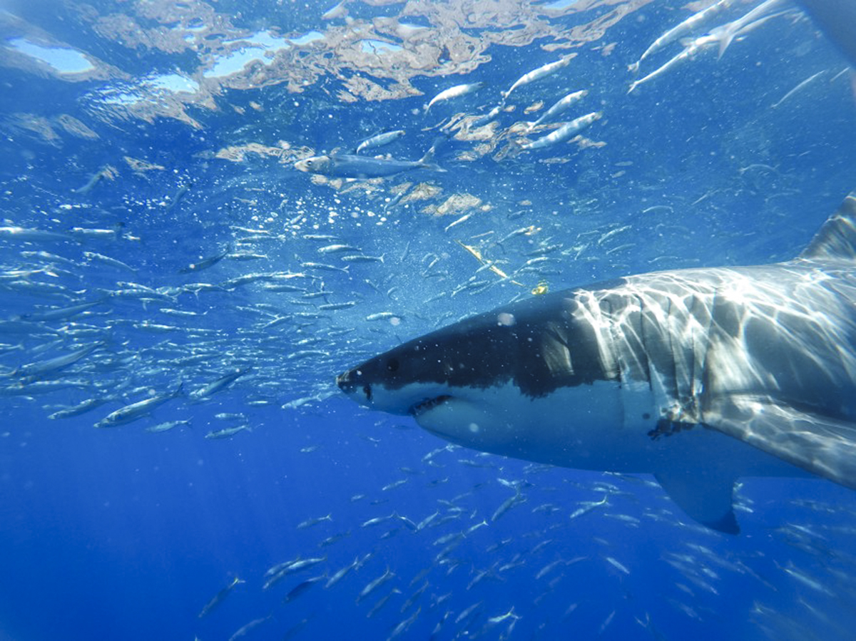 Up close and personal with the real "Jaws."