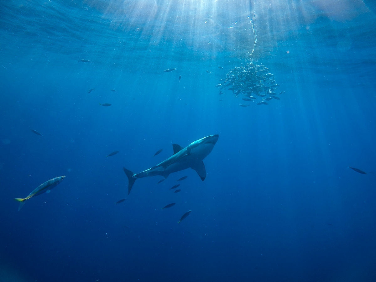 A great white approaches the tuna bait, clustered with mackrel.