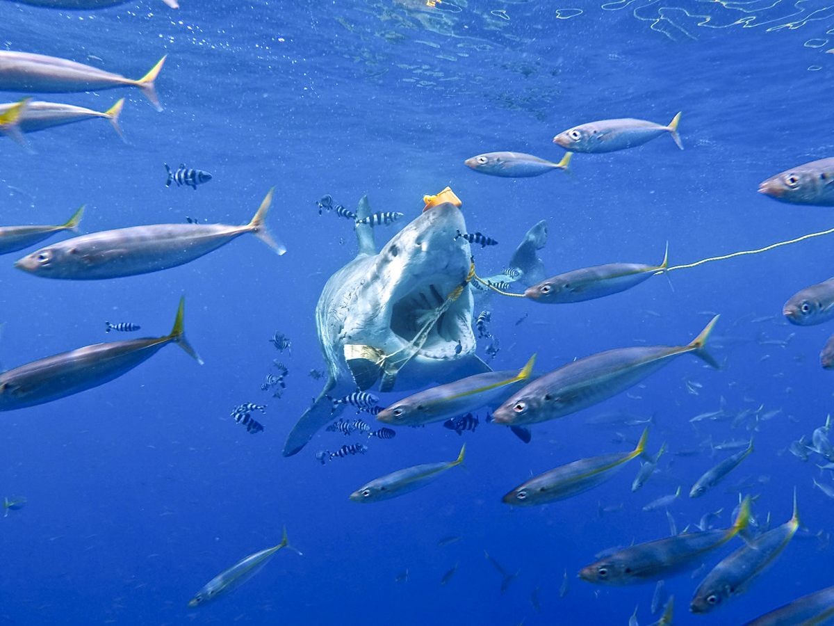 Open wide! A great white misses the tuna. Photo by Aaron B