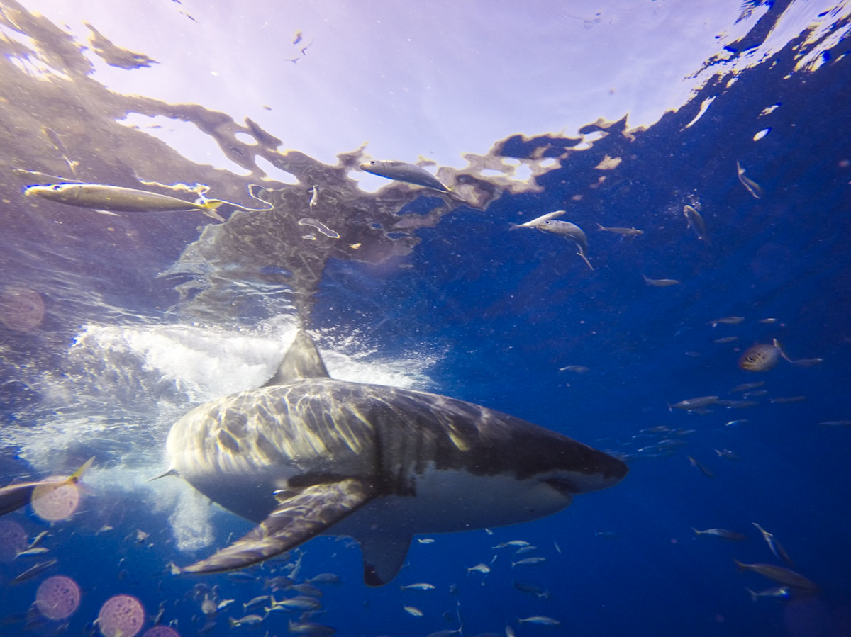 A great white splashes down at Guadalupe