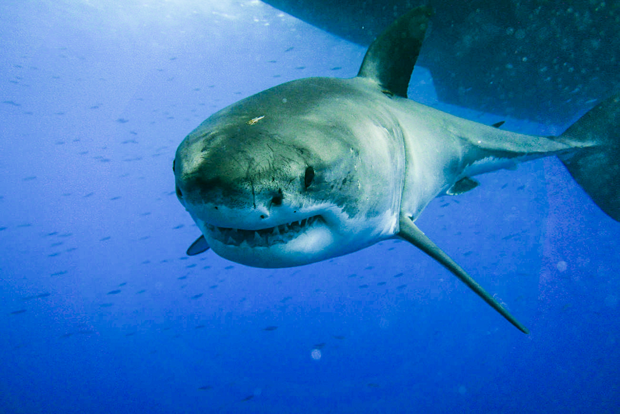 A curious great white swims towards the camera at Guadalupe