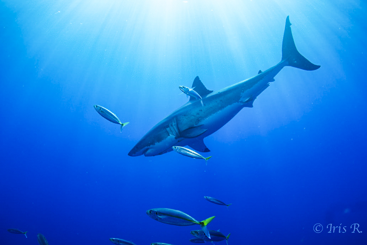 A diving great white. Photo by Iris Rauscher