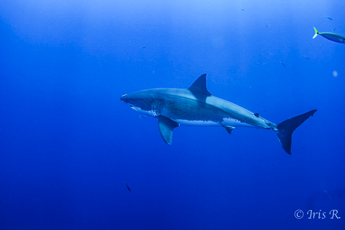 A lone great white swims in the blue. Photo by Iris Rauscher