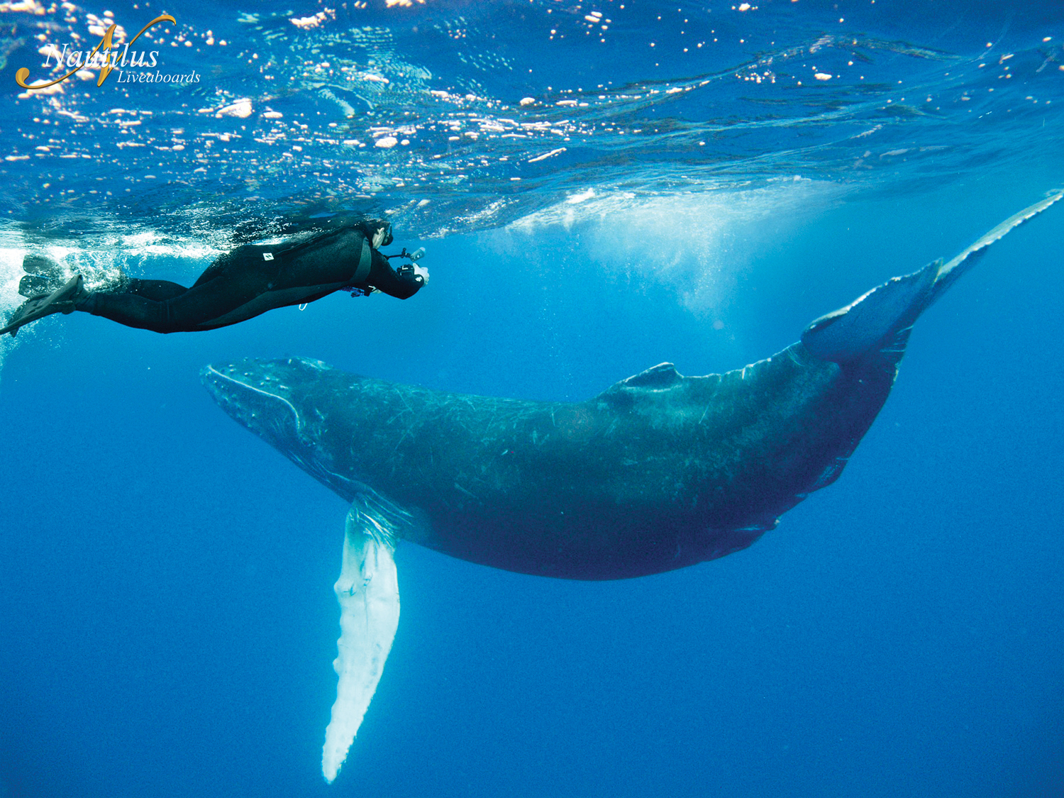 humpback whale at Socorro