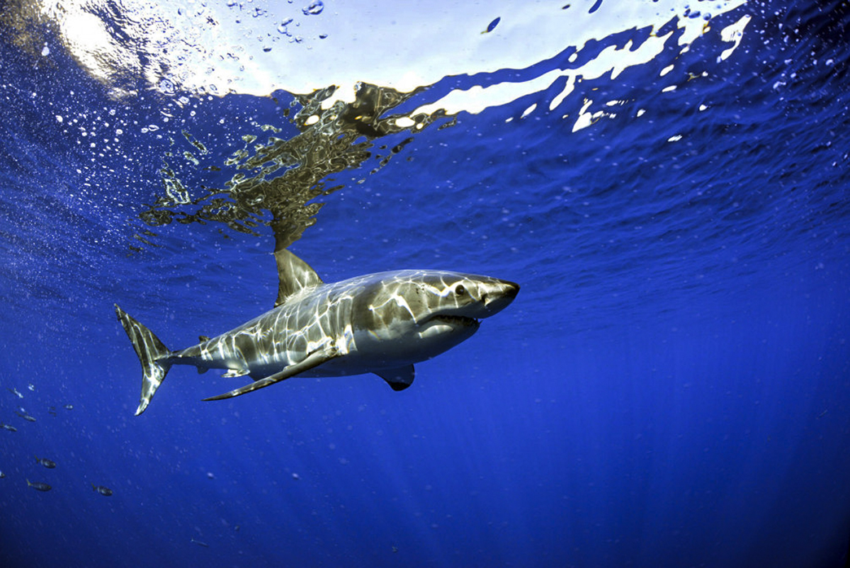 A peaceful great white at Guadalupe. Photo by Alberto Munoz