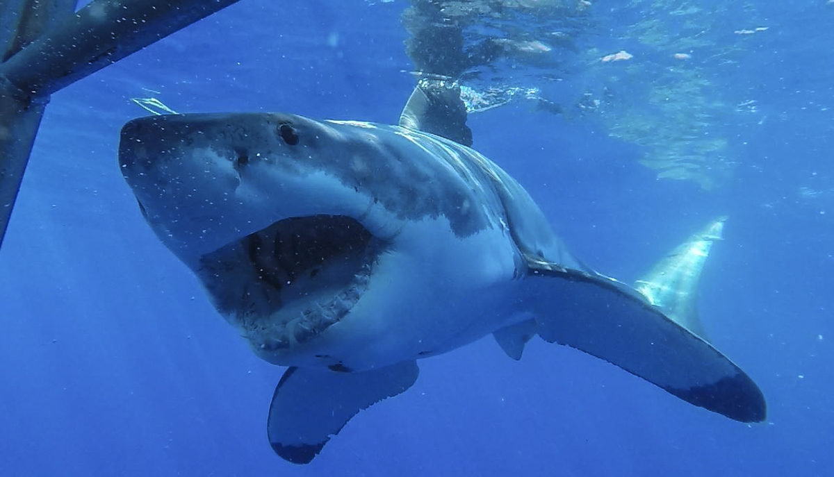 A great white shows off it's impressive jaws! Photo by Divemaster Jessie