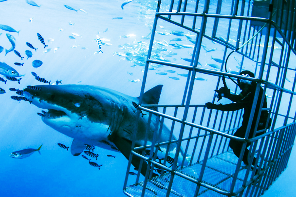 A huge great white swims close to the cages. Photo by Chad Williams