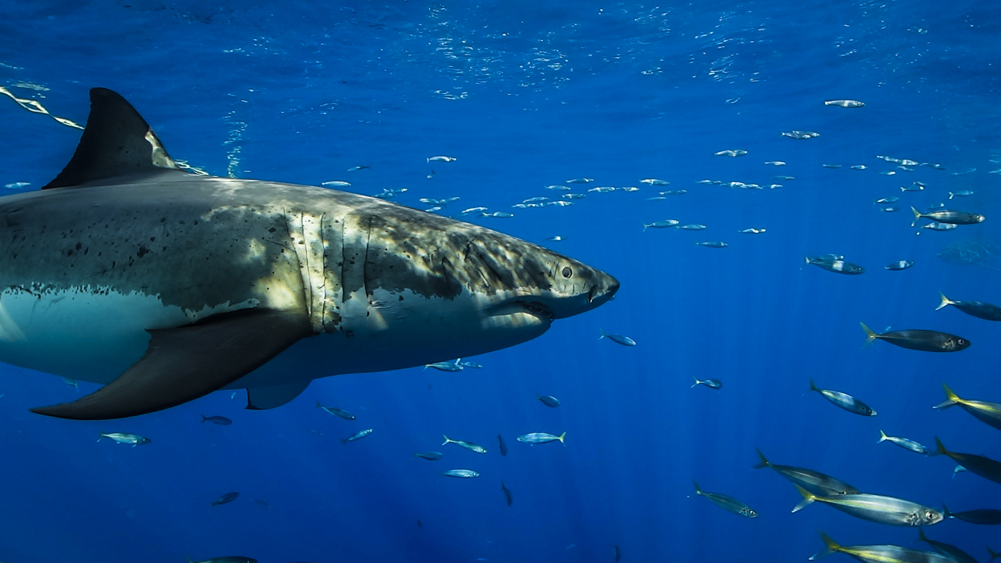 A great white swims by in Guadalupe