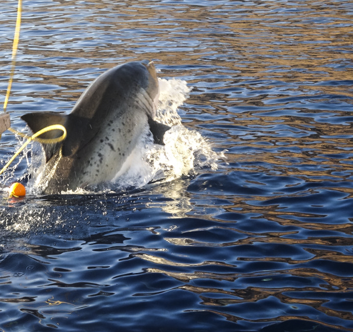 A partial shark breach