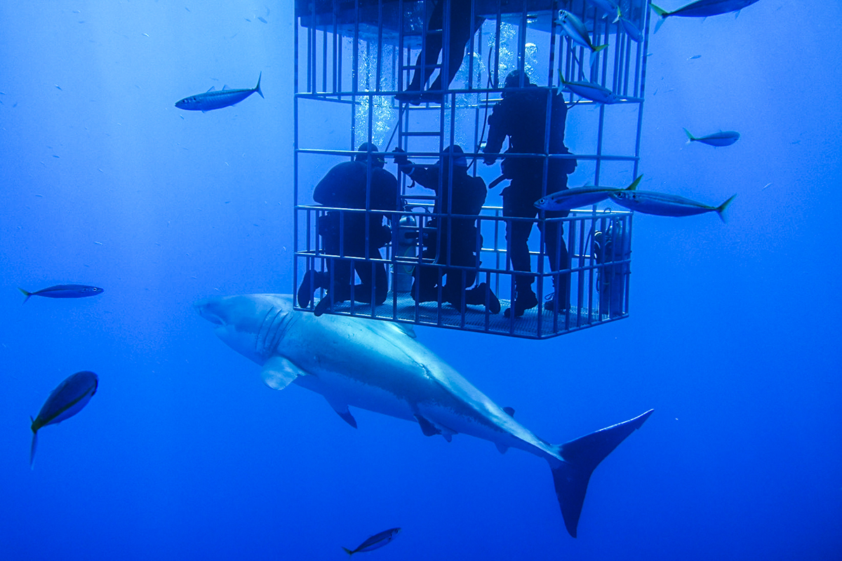 A large great white passes next to a submersible cage in Guadalupe