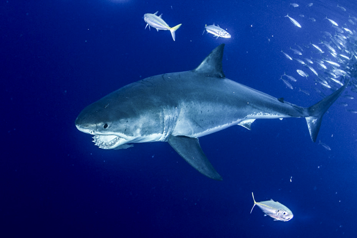 A great white shows off its teeth. Photo by Jeff Molder