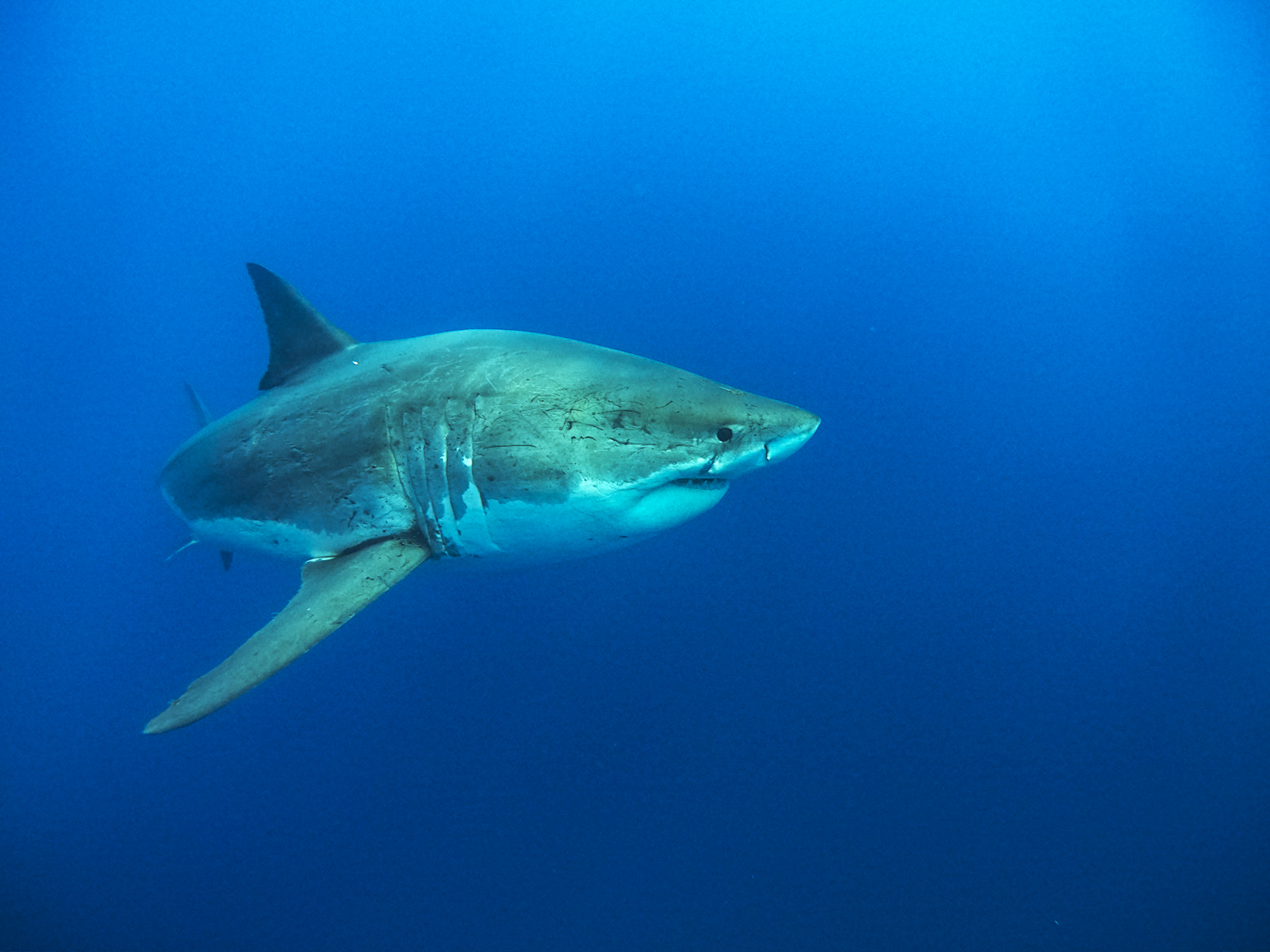 The scars on great whites tell a lot about their mating history
