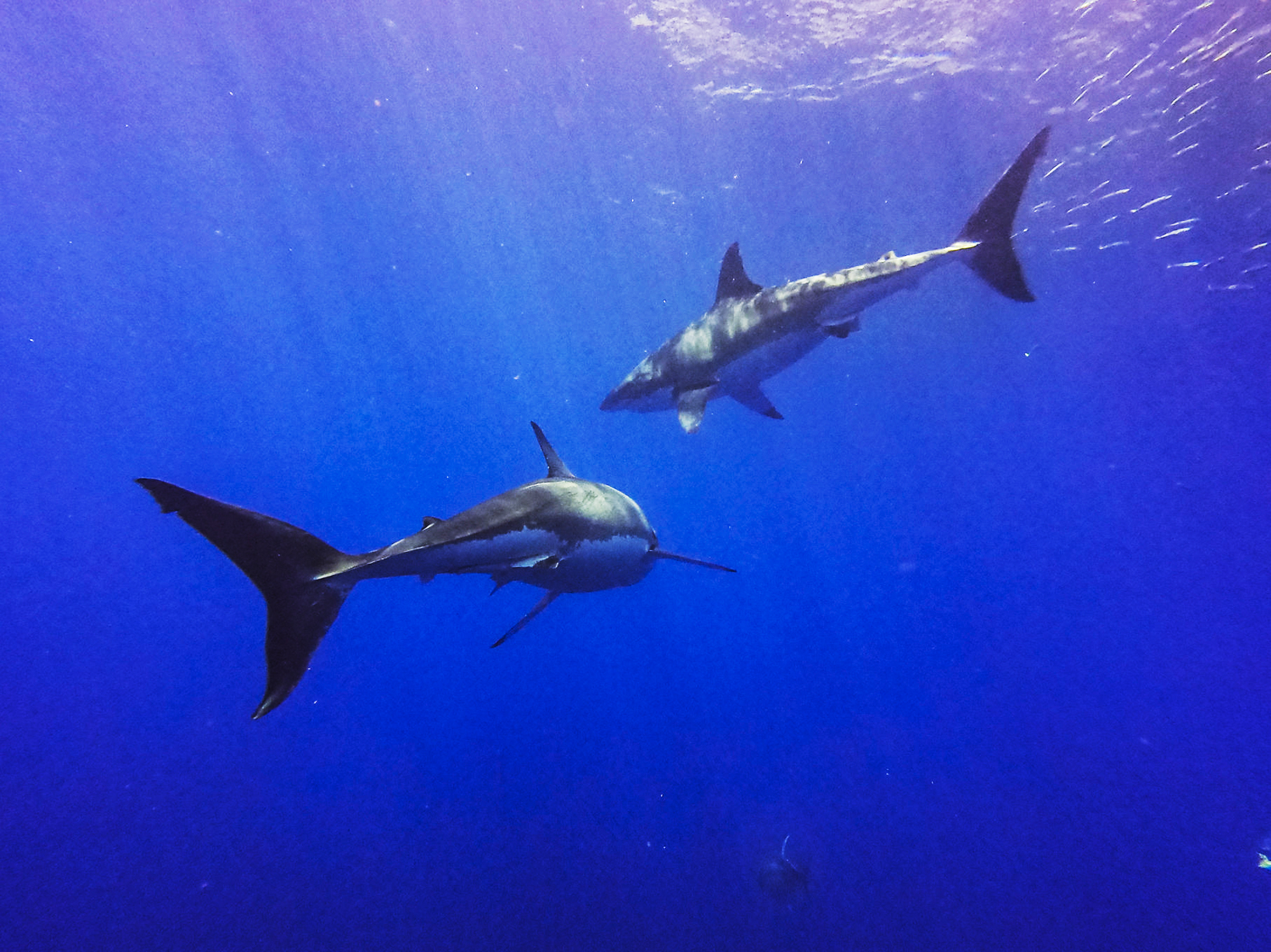 Sharks, Scuba diving tours in Baja California