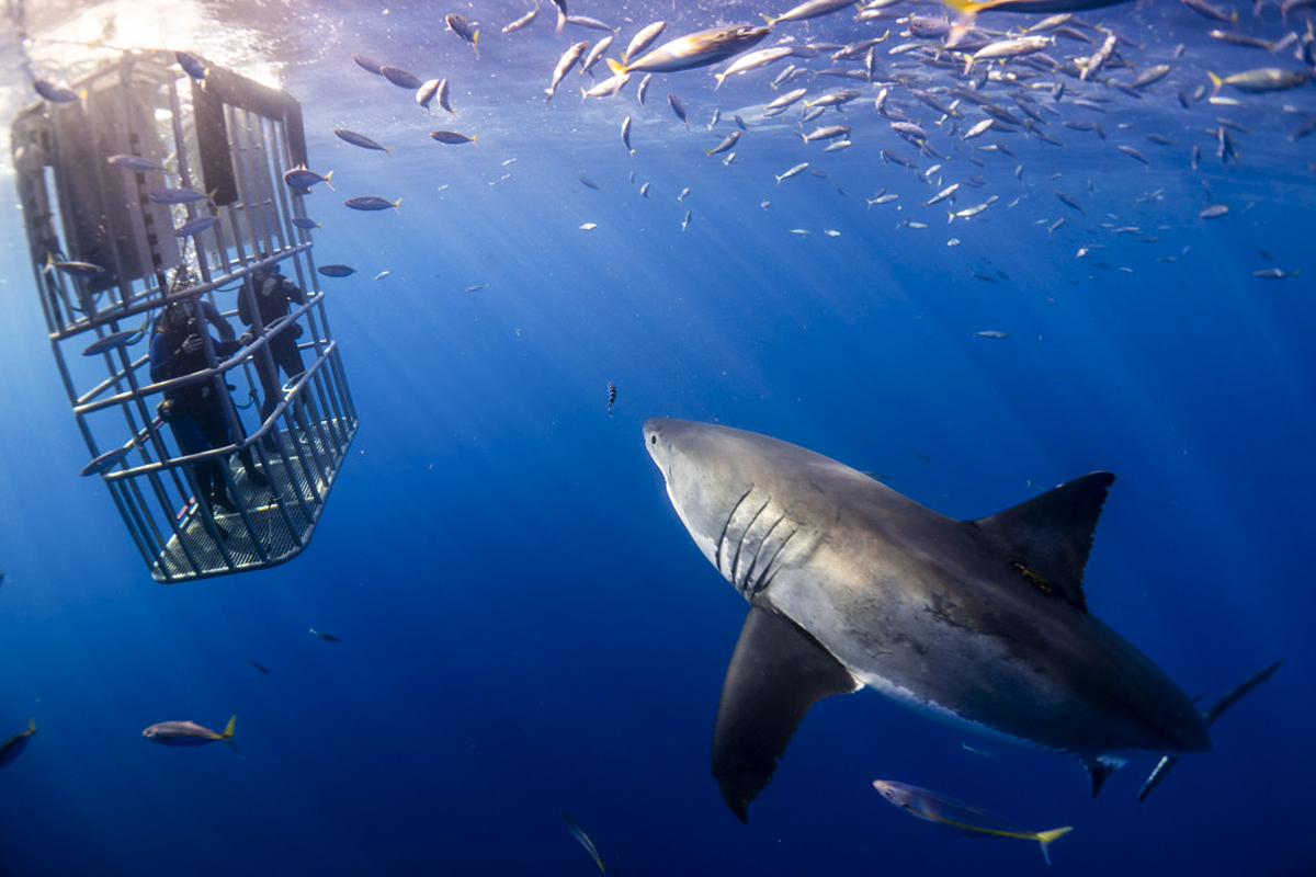 A great white approaches one of our cages. Photo by Lukas Walker