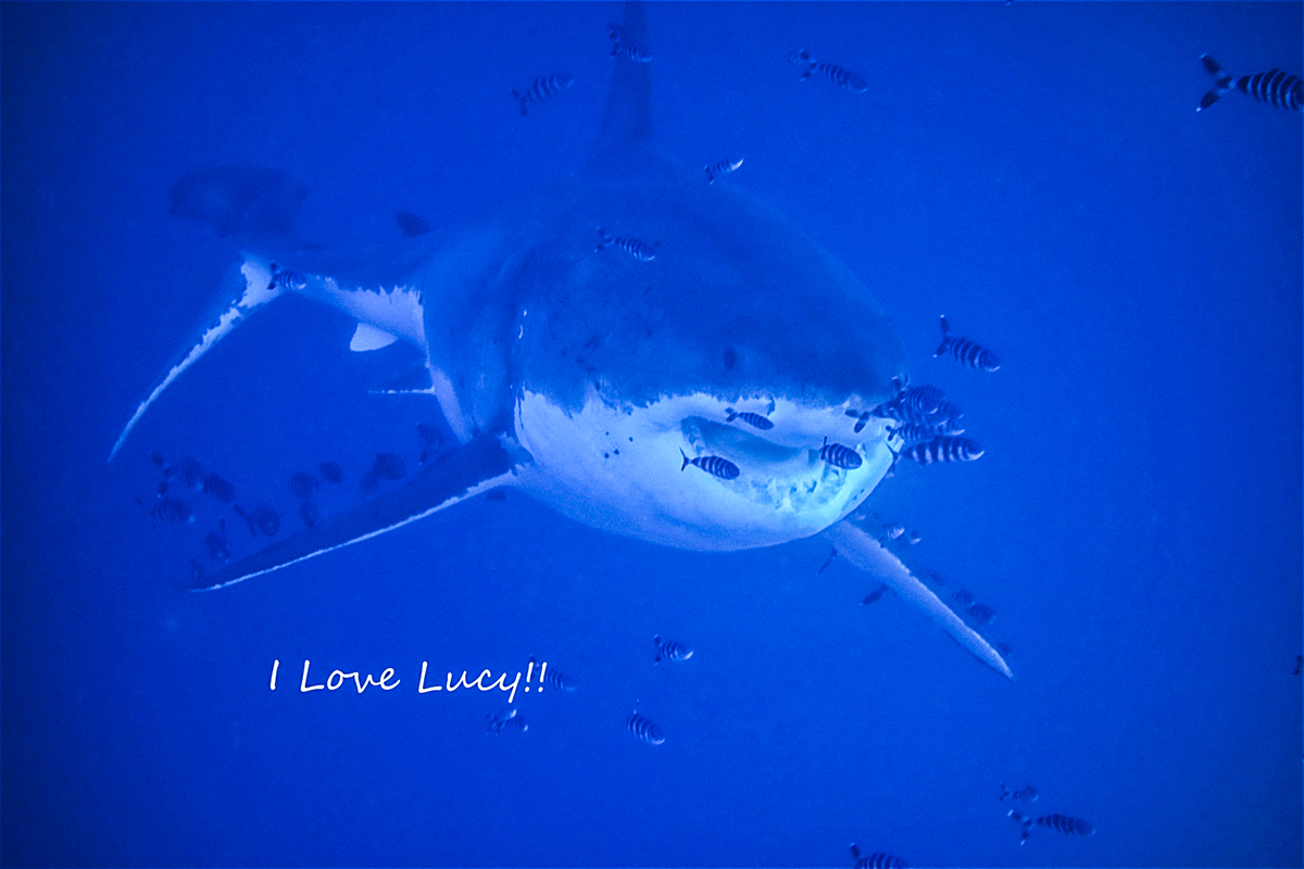 An insight about baby Great White Sharks - Nautilus Adventures