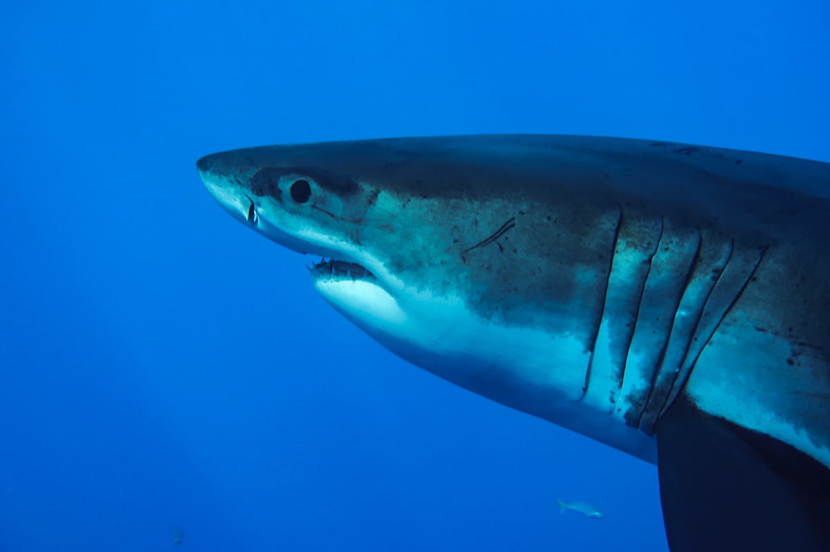 Guests on board get close enough to make eye contact with the great whites