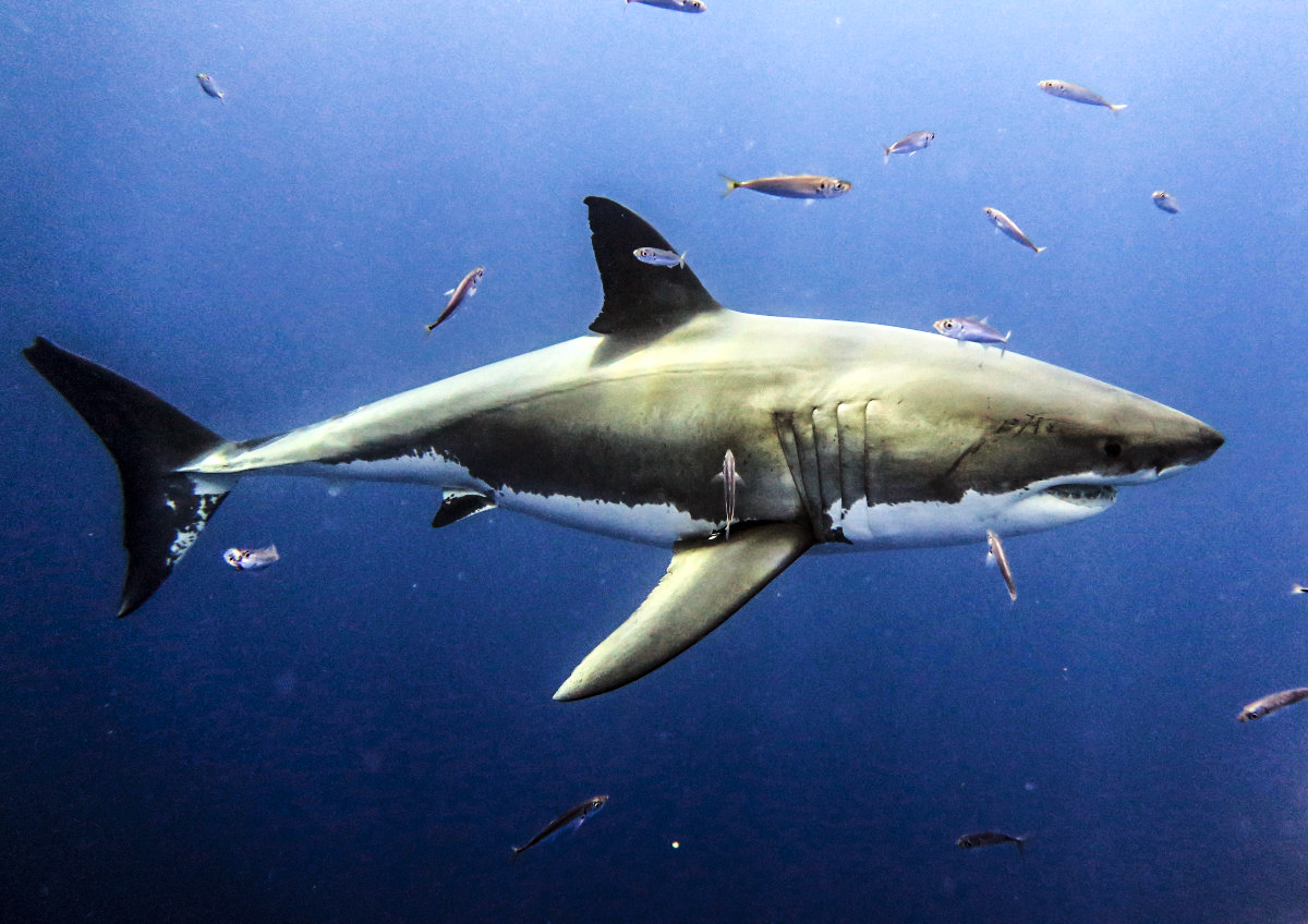 A great white in the deep blue with a bit of its tail missing.