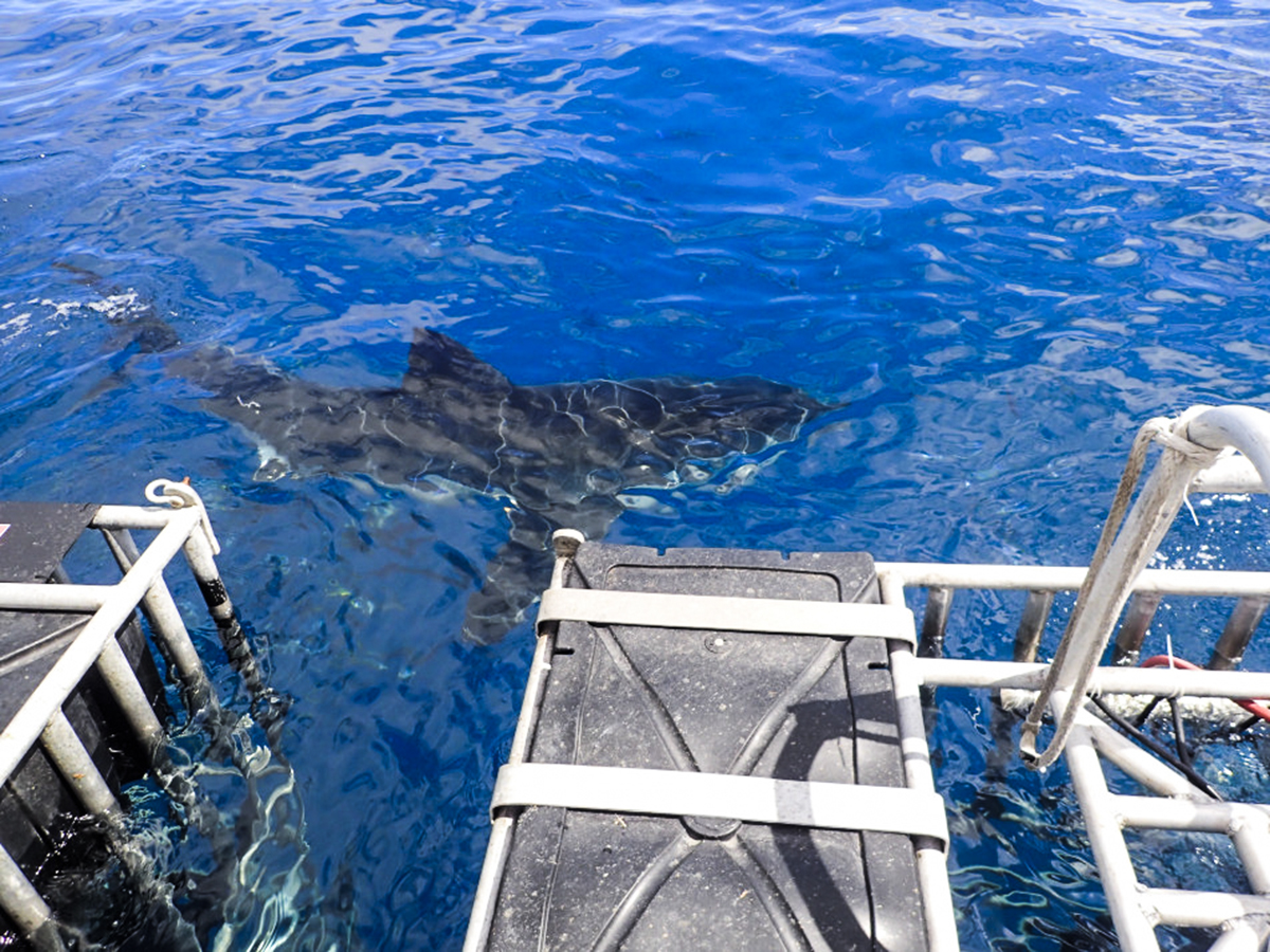 A shark swims next to the surface cages off the dive deck