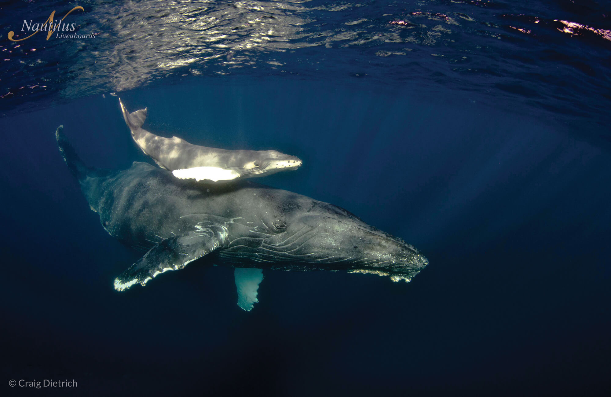 Socorro - humpback whale