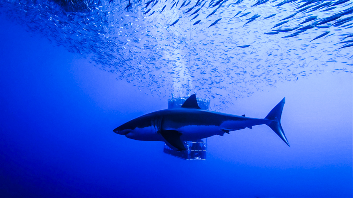 A great white passes in front of a submersible cage. Photo by Divemaster Jessie