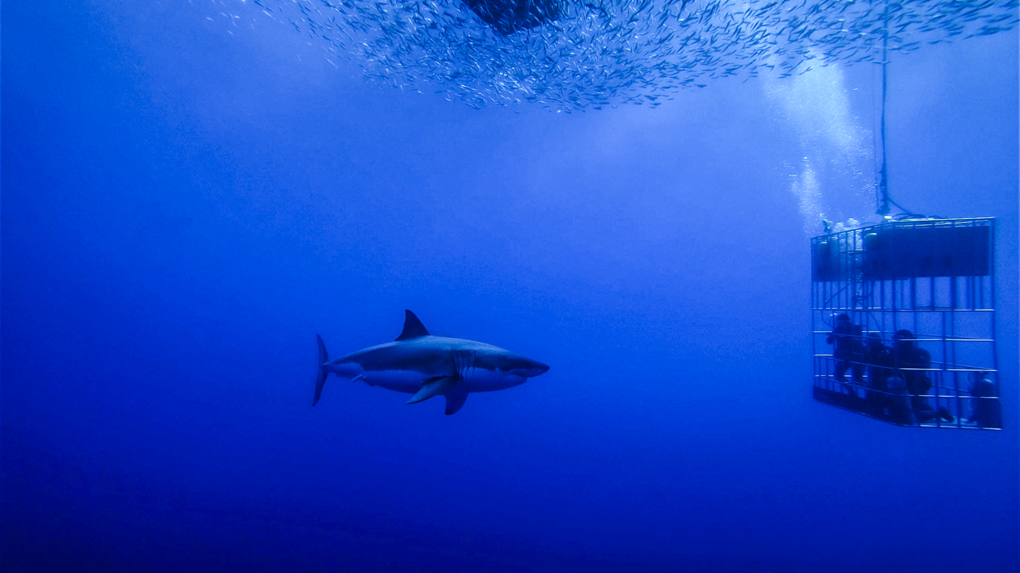 A great white staring contest. Photo by Divemaster Jessie