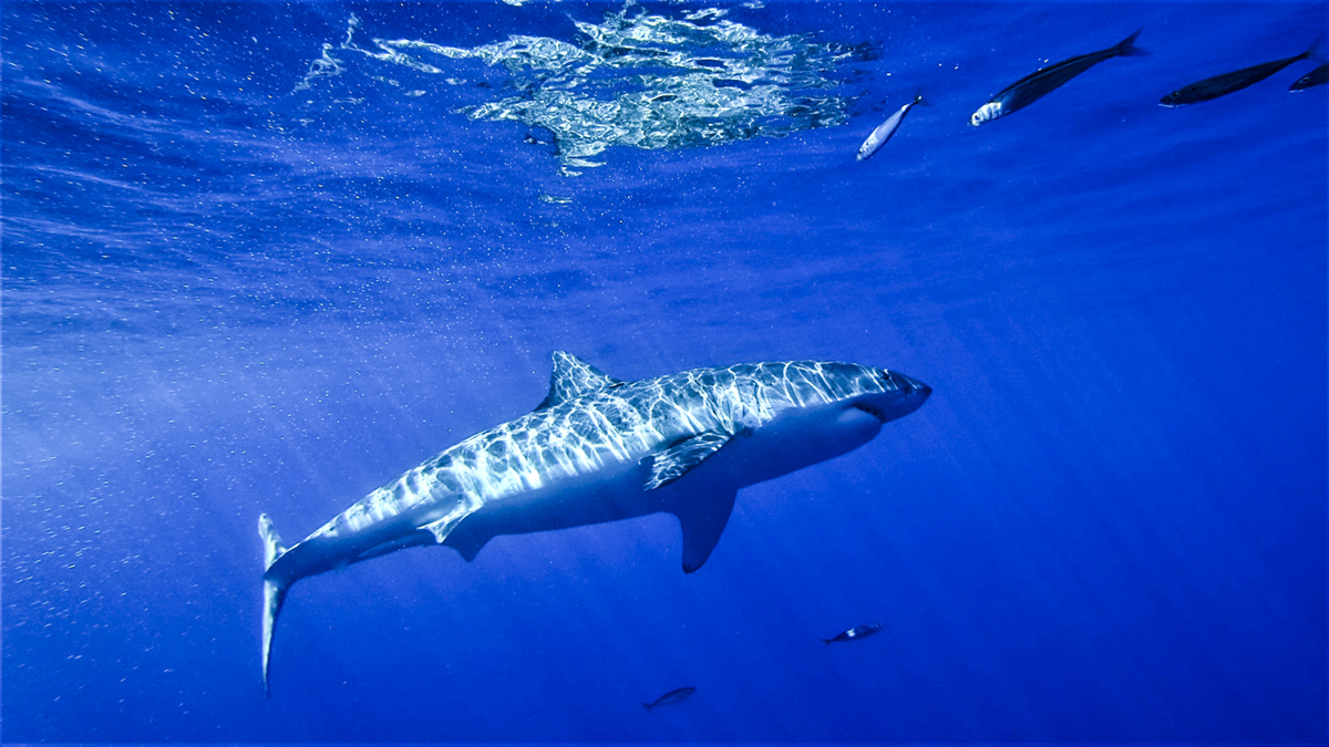 A great white in the sunlight, photo by DM Jessie