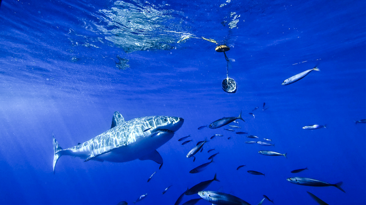 A great white approaches the tuna. Photo by Divemaster Jessie