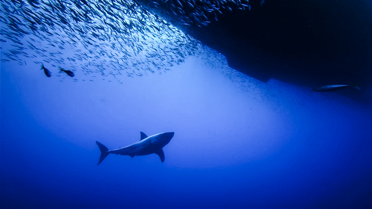 A great white under the hull. Photo by DM Jessie