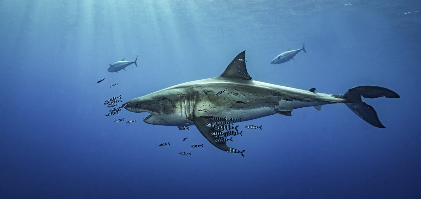 The End of Our Best Guadalupe Island Great White Shark Diving Season ...