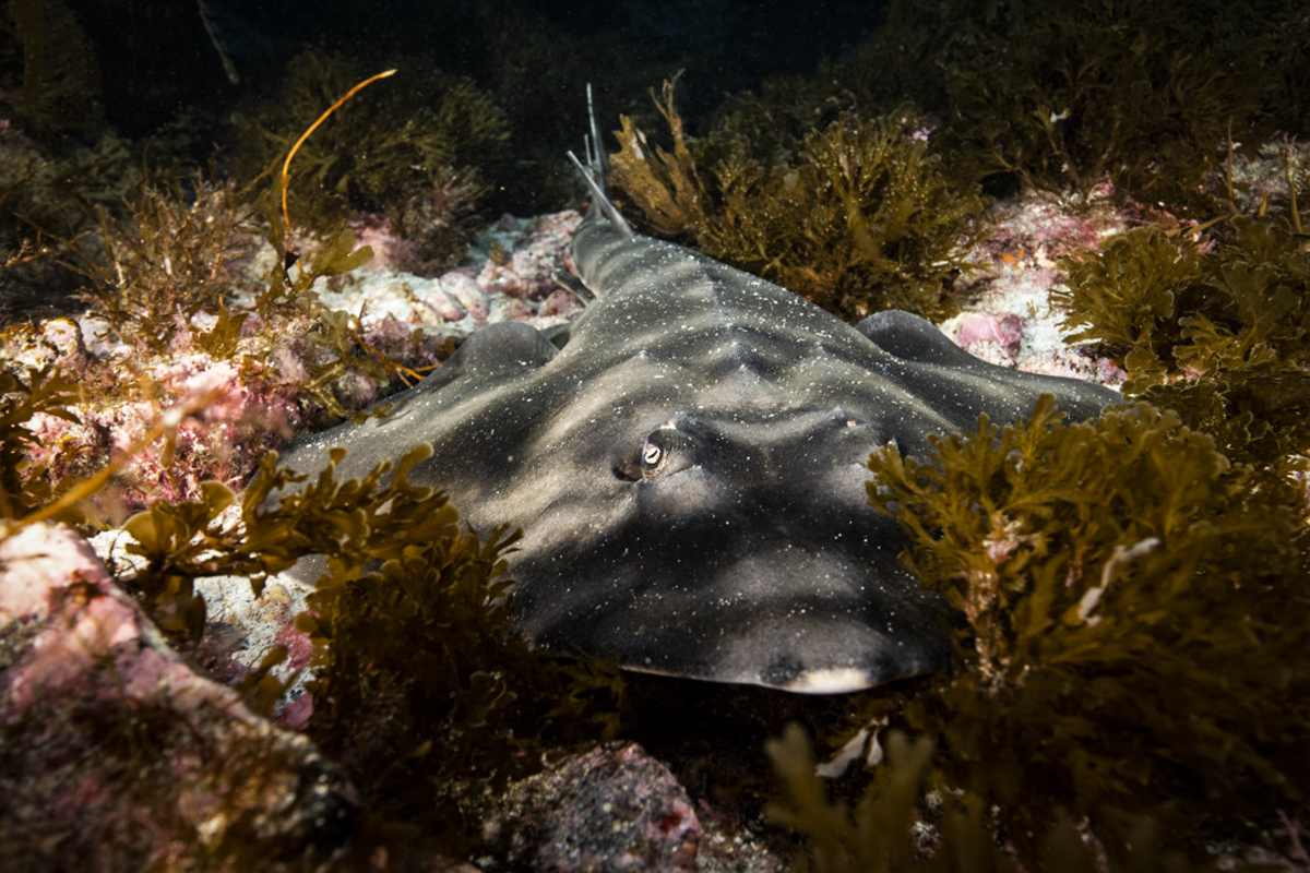 A guitar fish lurks in the shadows. Photo by Ortwin Khan