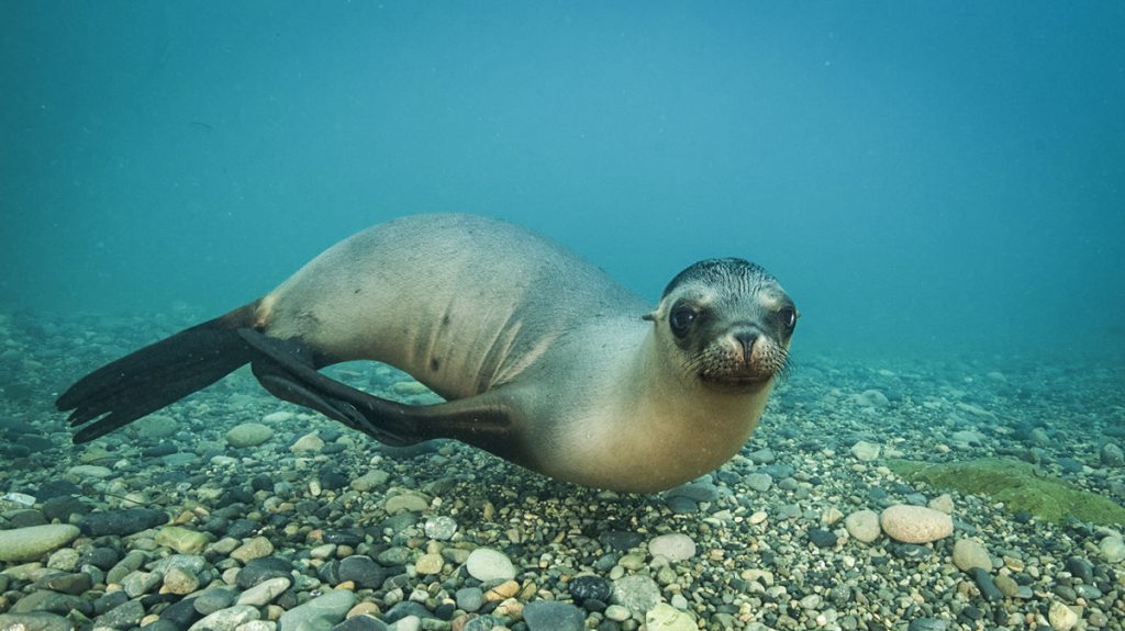 A sea lion plays with the camera. Photo by Ortwin Khan