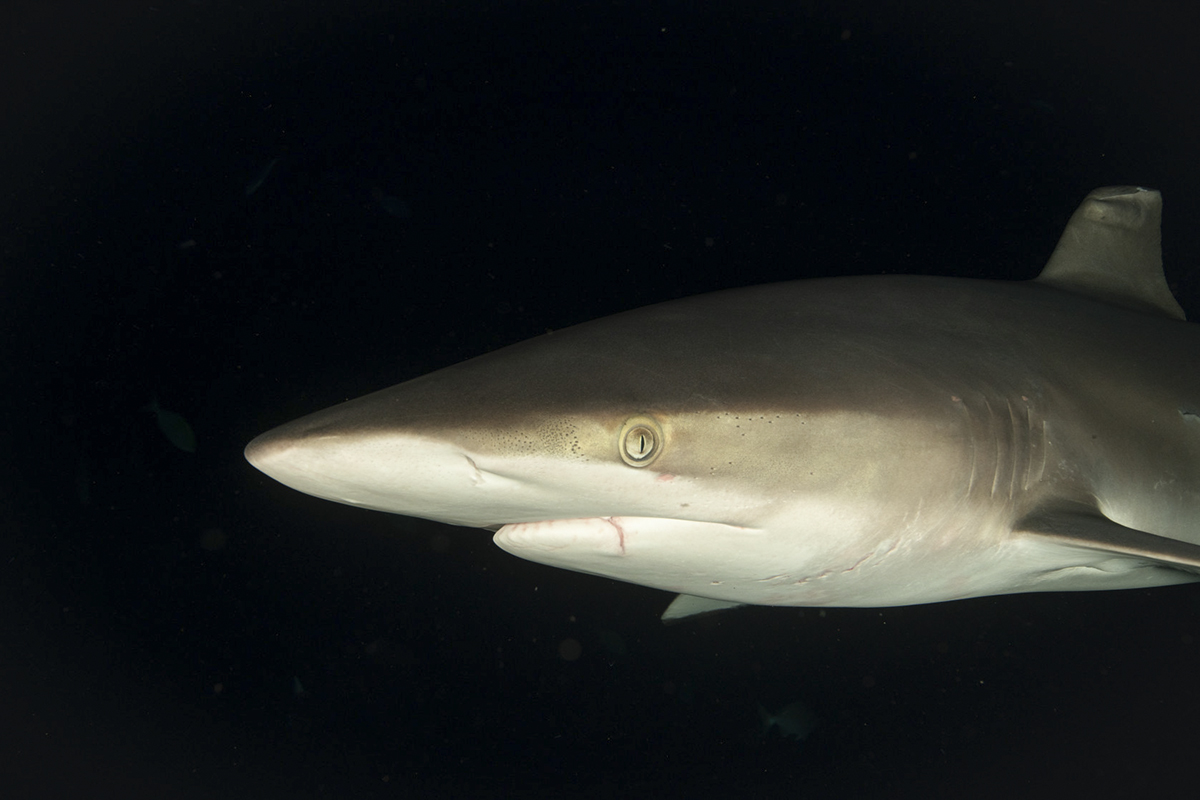 Getting close to silky sharks during a night snorkel. Photo by Ortwin Khan