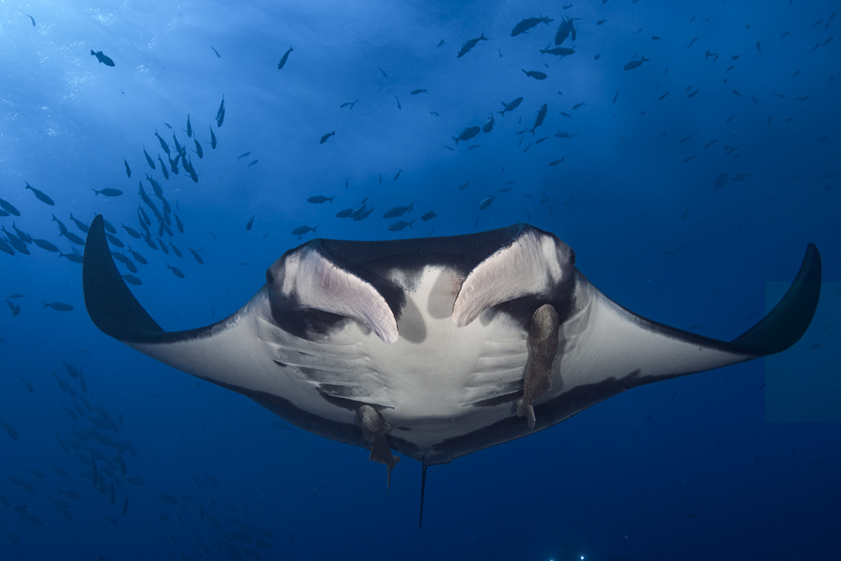 A view from below of a giant manta and its Remora! Photo by Ortwin Khan