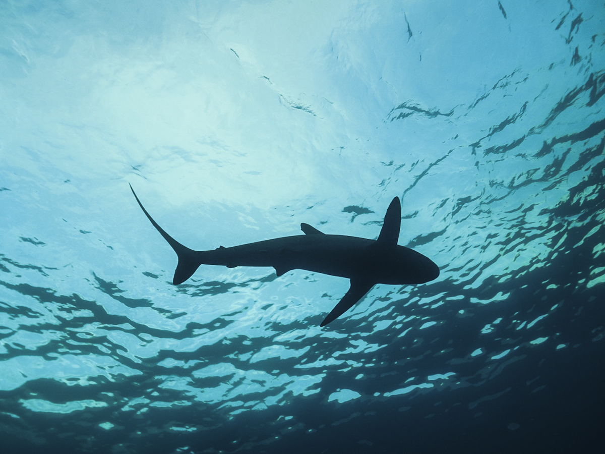 A shark from underneath. Photo by Andreas Marohn