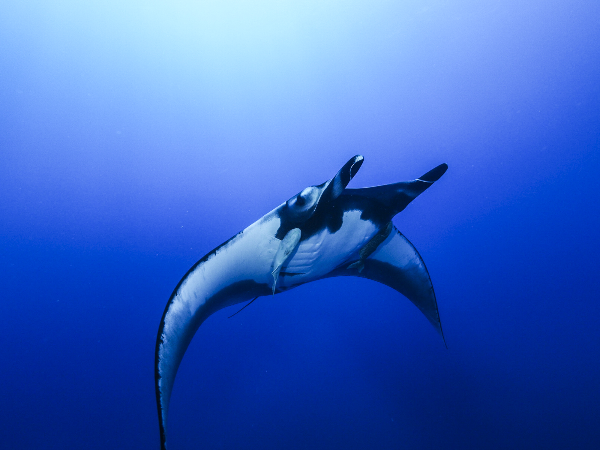 A giant manta poses in the blue. Photo by Andreas Marohn