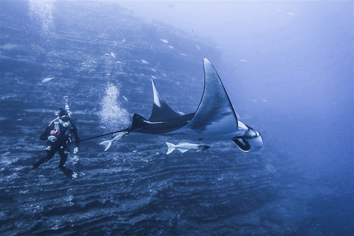 Divemaster Awei swims with a manta. Photo by Silvia Viola