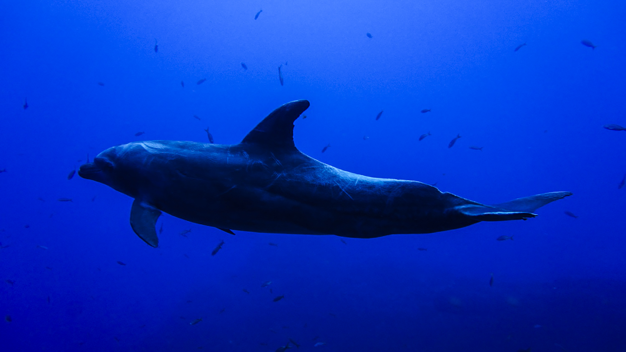 Dolphins visit divers at Socorro. Photo by Uwe Simon