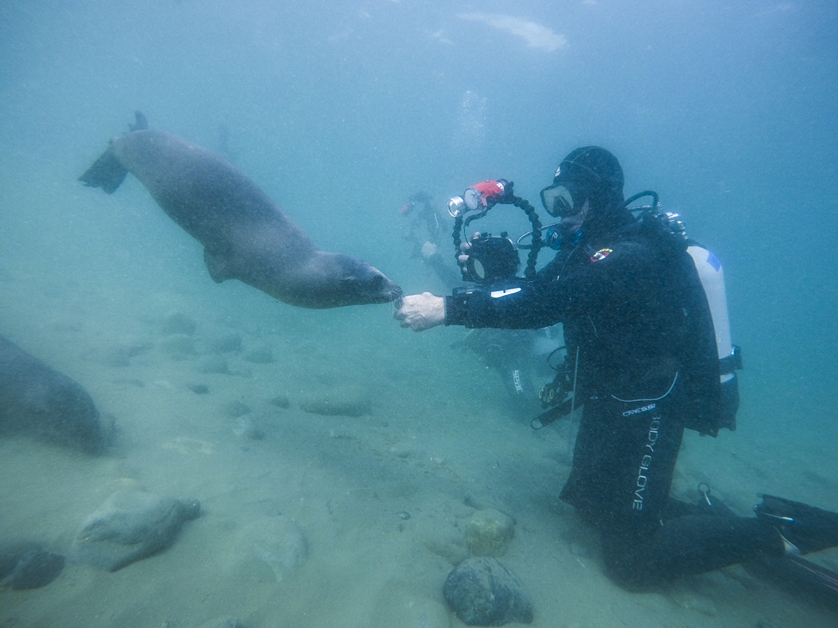 A sea lion checks out a diver at Cedros Island.