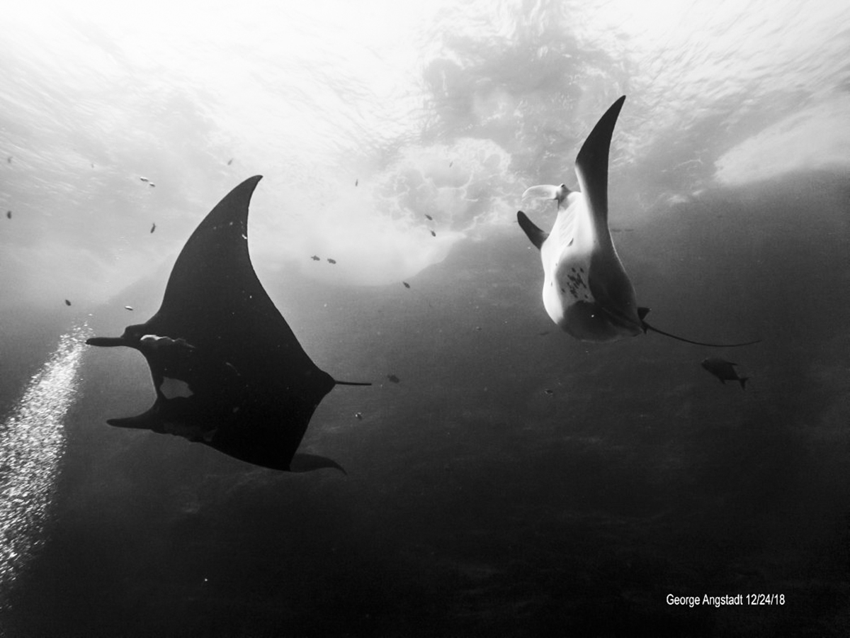Black and white mantas dance. Photo by George Angstadt