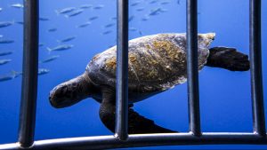 A turtle swims past the cages in Guadalupe...